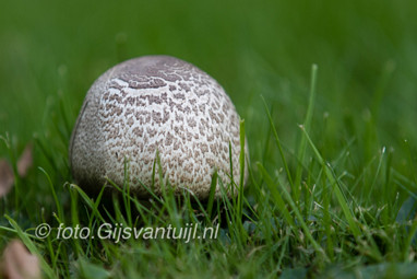 2017_10_23 Paddenstoelen