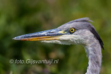 2017_08_11 Rondje Biesbosch