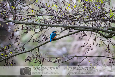 2020_04_03 Vogel rondje Rossum