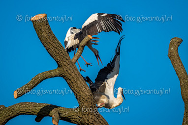 2020_04_04 Ooievaars te Gameren