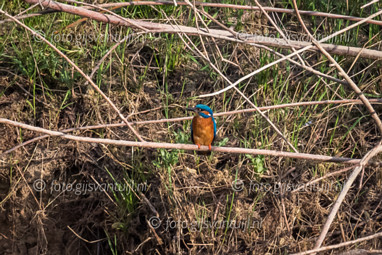 2020_04_14 Uiterwaard Gameren