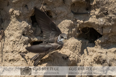 2020_05_04 De Oeverzwaluw nabij Brakel