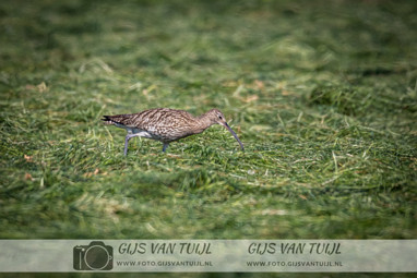 2020_05_06 De Wulp en Scholekter