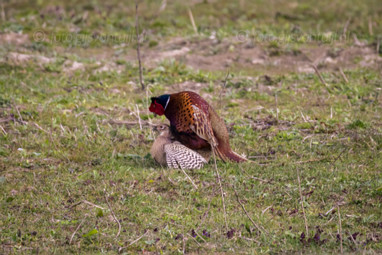 2021_04_19 Munnikenland Brakel