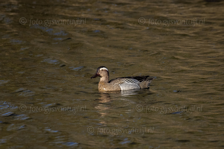 1R5_3771 Zomertaling M