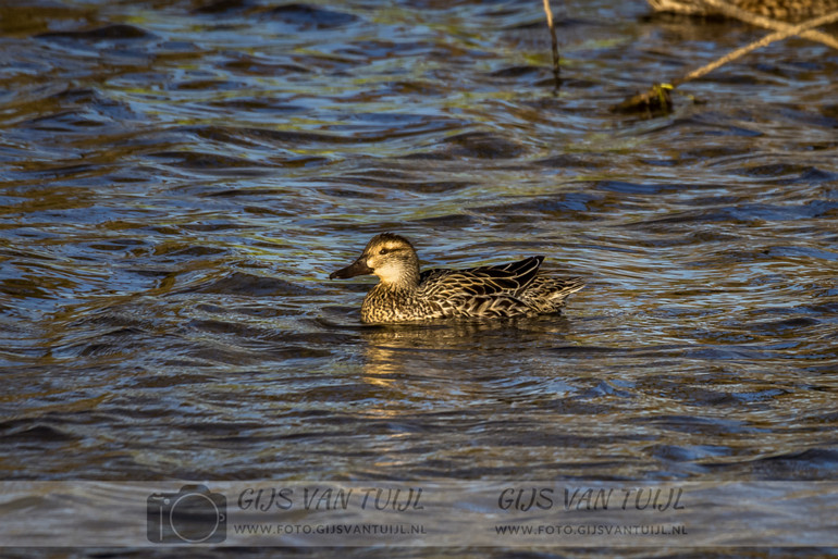 1R5_3793 Zomertaling V
