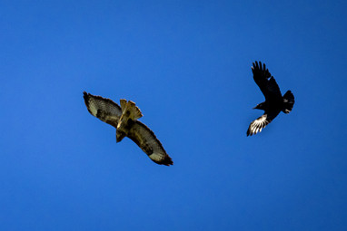 2021_04_26 Capreton en Maas