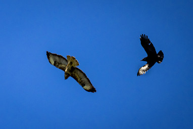 2021_04_26 Capreton en Maas