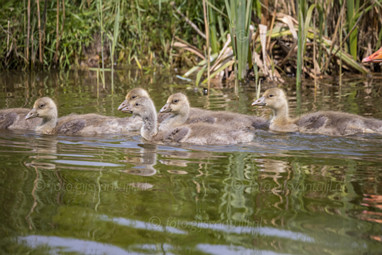 2021_05_14 Buizerd Gans