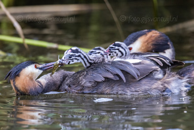 2021_07_23 In de Biesbosch