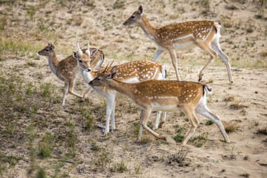 2021_08_13 Amsterdamse waterleidingduinen