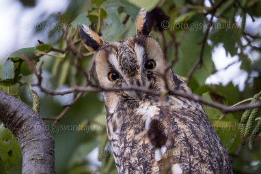 2022_12_09 Enkele Ransuilen
