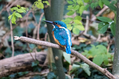 2023_09_20 IJsvogel Poldervaart Schiedam