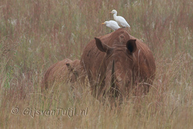 Lo Dieren in Zuid Afrika (Collage) 2010